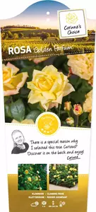 Corinne's Choice Klimrozen Golden Parfum - Gele klimroos