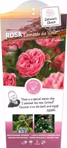 Corinne's Choice Stamroos Leonardo da Vinci - Roze Roos