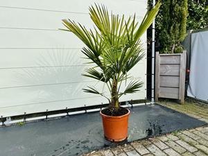 Palmboom - Trachycarpus Fortunei