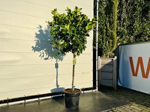Tropictrees Citrusboom - Limoenboom