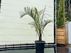 Tropictrees Palmboom - Dypsis Decaryi