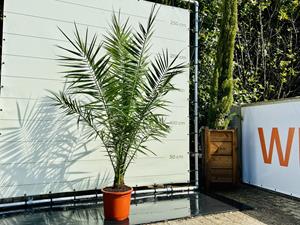 Tropictrees Palmboom - Phoenix Canariensis