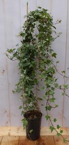 Warentuin Natuurlijk Hedera klimop 80 cm groenblijvend witbont - 