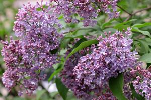 Tuinplant.nl Dwergsering