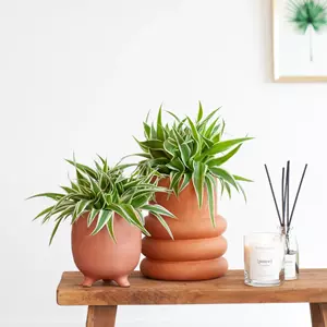 Plantje Chlorophytum Comosum Duo - P12