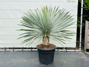 Tropictrees Palmboom - Yucca Rostrata