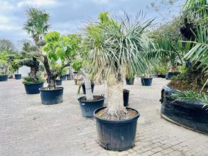 Tropictrees Palmboom - Yucca Rostrata
