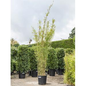 Plantenwinkel.nl Bamboe Fargesia Jiuzhaigou L 180 cm tuinplant