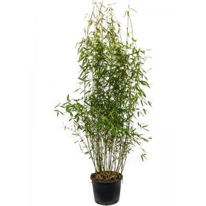 Plantenwinkel.nl Bamboe Fargesia Murieliae Jumbo M 110 cm tuinplant