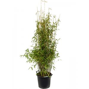 Plantenwinkel.nl Bamboe Fargesia Murieliae Jumbo L 160 cm tuinplant