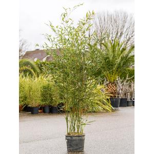 Plantenwinkel.nl Bamboe plant Phyllostachys Bissetii 150 cm tuinplant