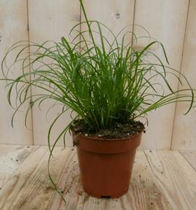 2 stuks! Kattengras Cyperus