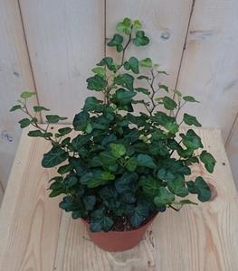 3 stuks! Hedera klimop groen