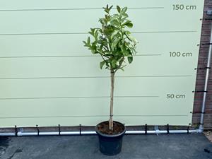 Tropictrees Citrusboom - Hand of Buddha