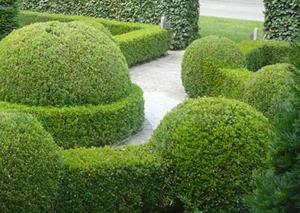 Warentuin Mix Buxus grond aarde 20 liter