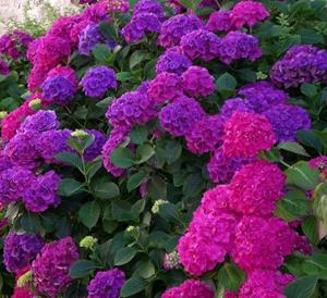 Warentuin Mix Hortensia grond aarde 20 liter