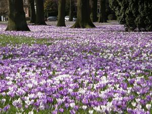 Warentuin Mix Turfstrooisel aarde 40 liter