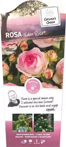 Corinne's Choice Struikroos Eden Rose - Roze Roos