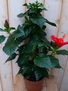 Hibiscus Newbiscus Grootbloemig 70 cm