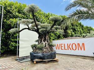 Tropictrees Olijfboom Pon Pon - Olea Europea