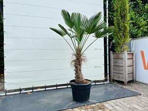 Tropictrees Palmboom - Trachycarpus Wagnerianus