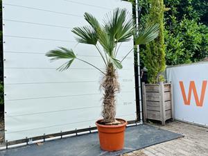 Tropictrees Palmboom - Trachycarpus Wagnerianus