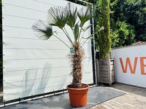 Tropictrees Palmboom - Trachycarpus Wagnerianus