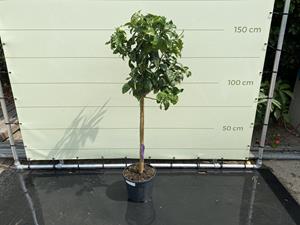Tropictrees Citrusboom - Grapefruit