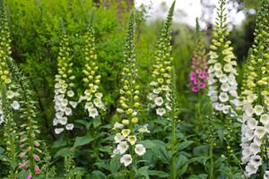 Tuinplant.nl Vingerhoedskruid