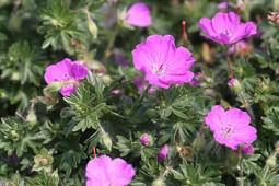 Tuinplant.nl Ooievaarsbek