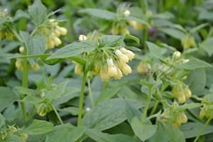 Tuinplant.nl Smeerwortel