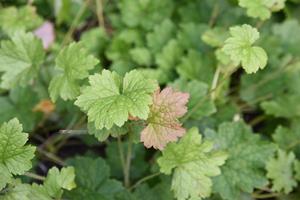 Tuinplant.nl Tellima