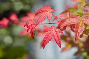 Tuinplant.nl Japanse esdoorn
