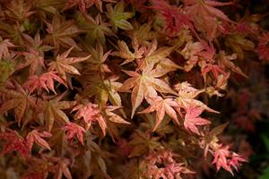 Tuinplant.nl Japanse esdoorn
