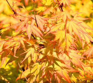 Tuinplant.nl Japanse esdoorn