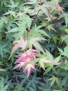 Tuinplant.nl Japanse esdoorn