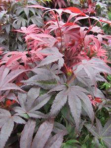 Tuinplant.nl Japanse esdoorn