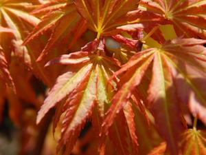 Tuinplant.nl Japanse esdoorn op stam