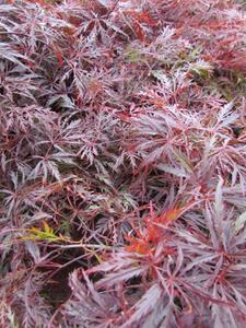 Tuinplant.nl Japanse esdoorn op stam