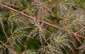 Tuinplant.nl Japanse esdoorn