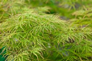 Tuinplant.nl Japanse esdoorn