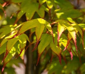 Tuinplant.nl Japanse esdoorn
