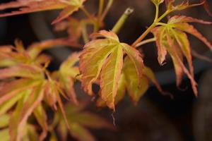 Tuinplant.nl Japanse esdoorn