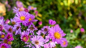 Tuinplant.nl Aster