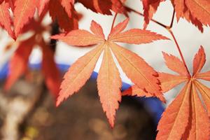 Tuinplant.nl Japanse esdoorn