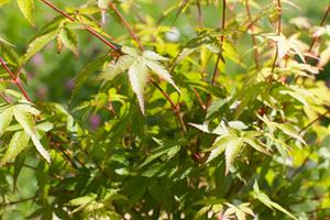 Tuinplant.nl Japanse esdoorn