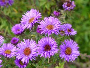 Tuinplant.nl Aster