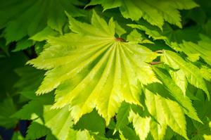 Tuinplant.nl Japanse esdoorn