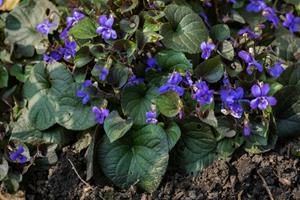 Tuinplant.nl Viooltje