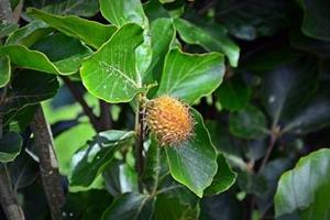 Tuinplant.nl Groene beuk